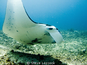 Manta comes close by Steve Laycock 